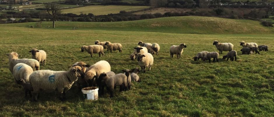 Hampshire Down lambs just a few days old, Appuldurcombe Farm, Isle of Wight, 22 Feb 2015.