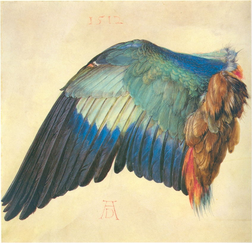 Albrecht Dürer, Wing of a Blue Roller, 1500 or 1512, watercolour and bodycolour on vellum, 19.6 x 20 cm. Albertina, Vienna (WikiArt).