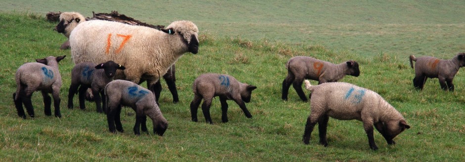 Number madness among Hampshire Down lambs at Appuldurcombe Farm, Isle of Wight, March 2015.