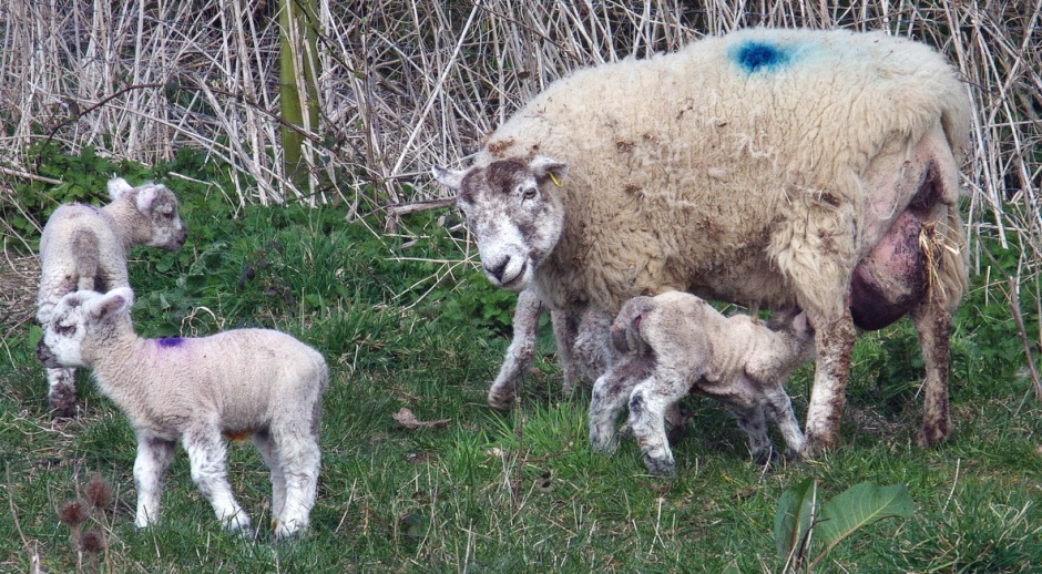 Spring lambs, probably destined to be Spring Lamb. Wroxall, Isle of Wight, 27 March 2015.