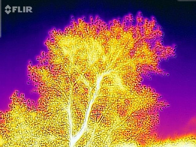 A tree seen against a cold sky.