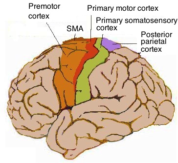 motorcortex