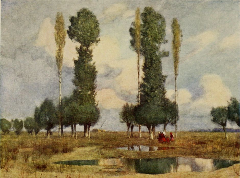 stokesawastelandskalocsa