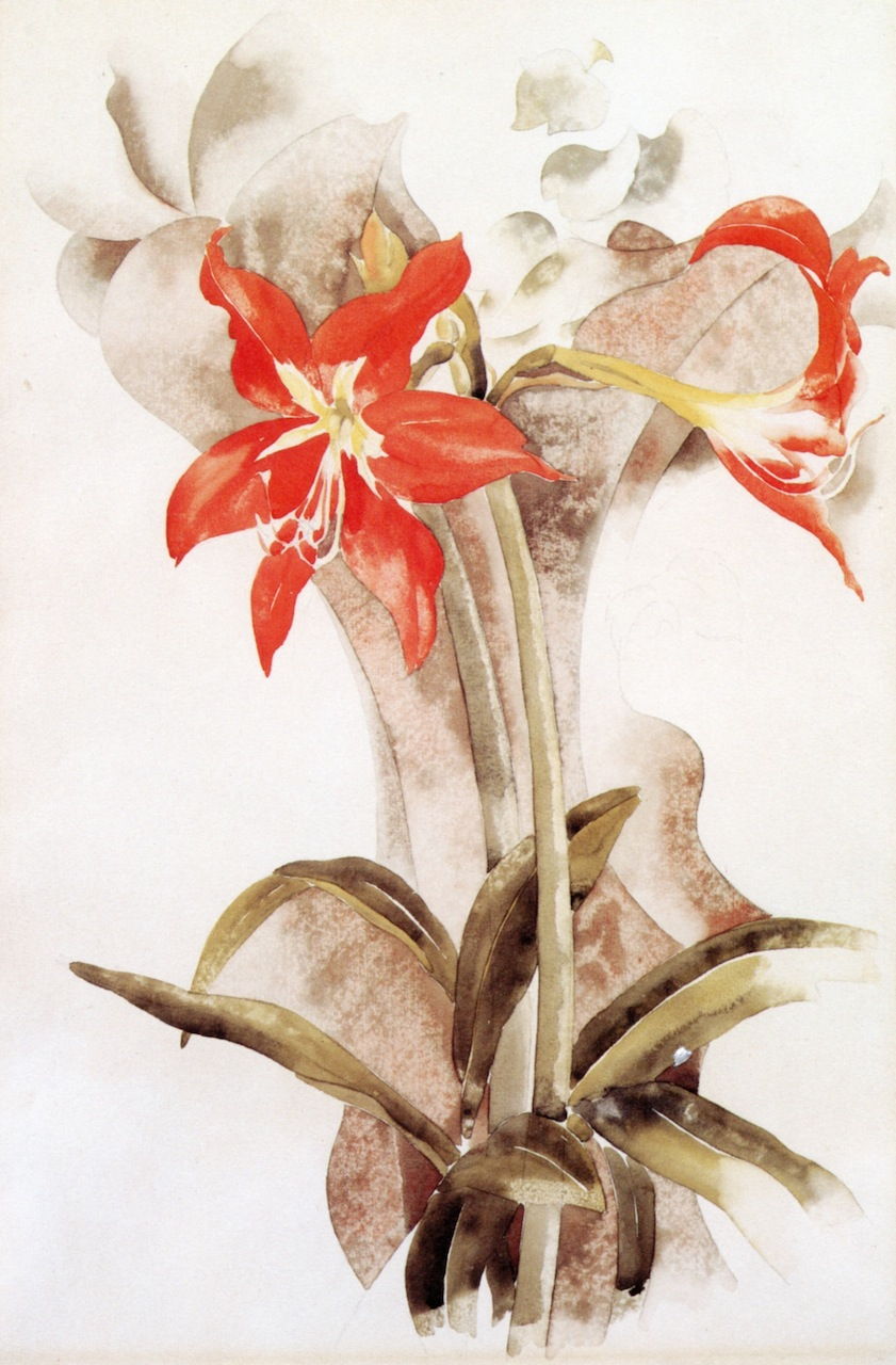 demuthamaryllis