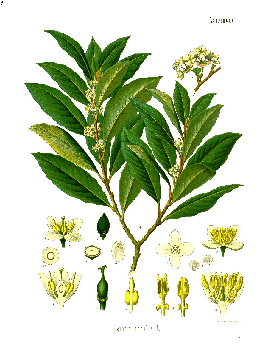 laurusnobilis