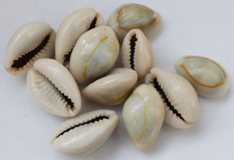 cowries