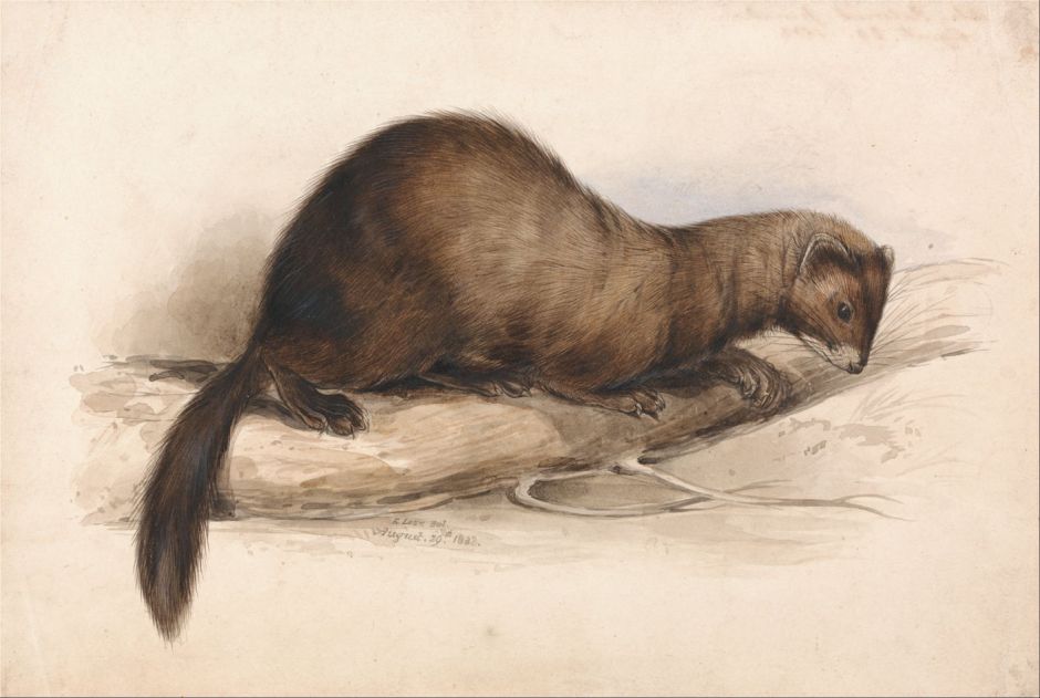 learweasel