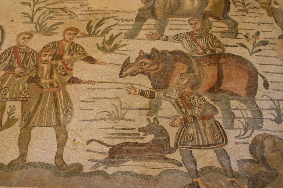 anonrhinovilladelcasale