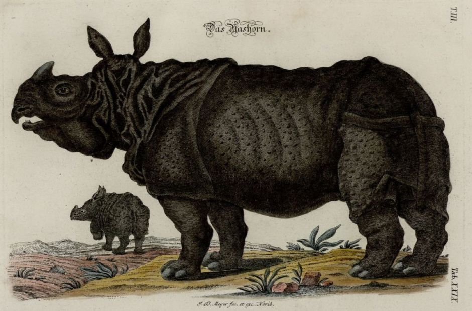 meyerrhino1756