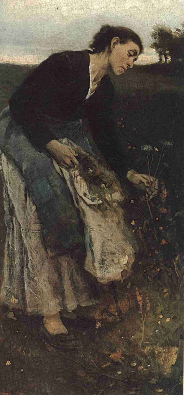 schikanederherbalist