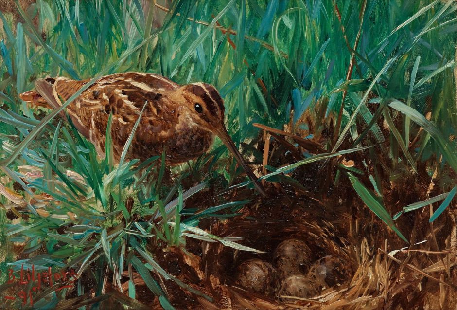 liljeforscommonsnipe