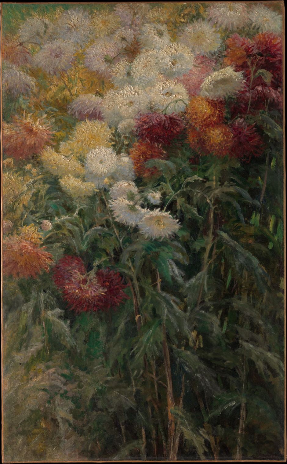 caillebottechrysanthemums