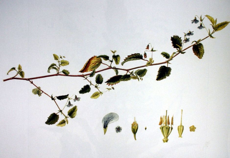 burchellhermanniaviolacea