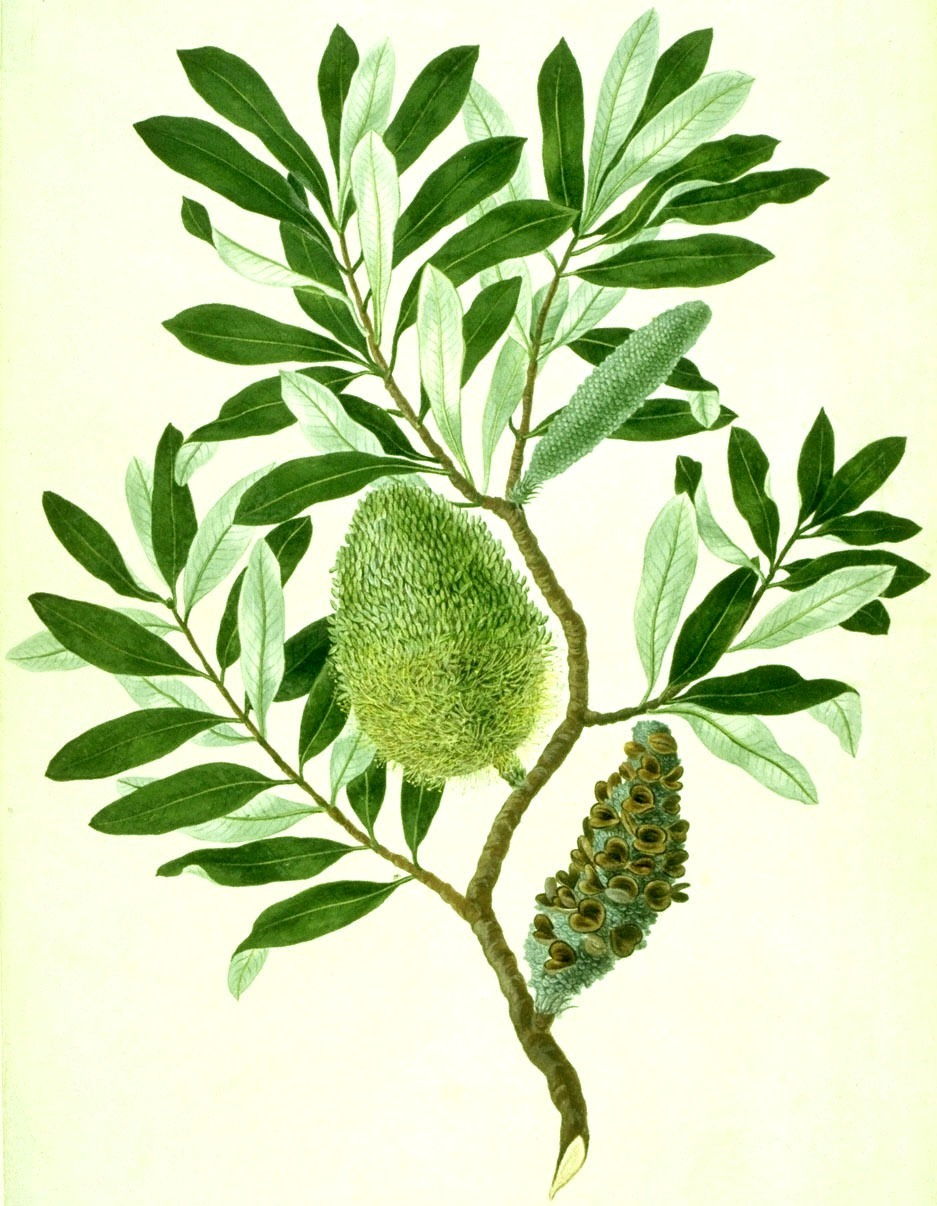 parkinsonbanksiaintegrifolia