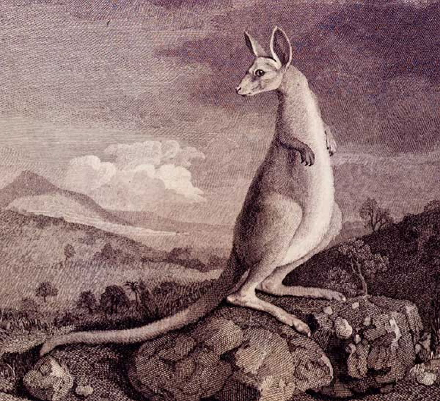parkinsonkangaroo