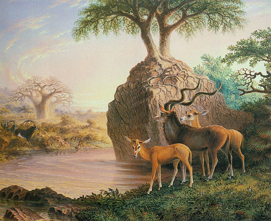 Koodos, Luisi River, Zambesi Valley (1874)