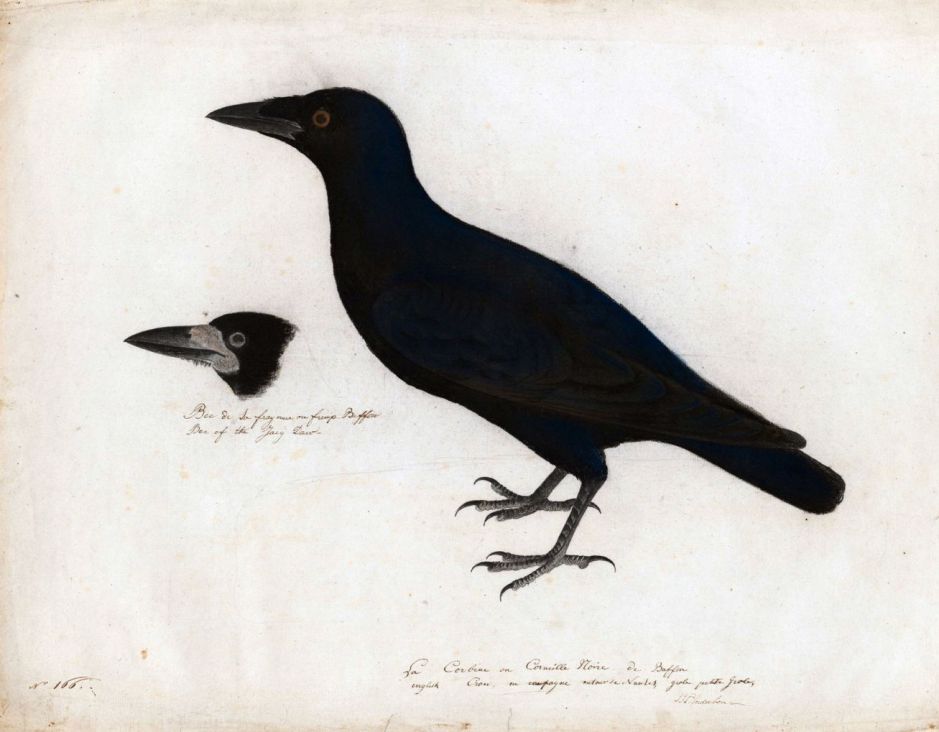 audubonenglishcrow