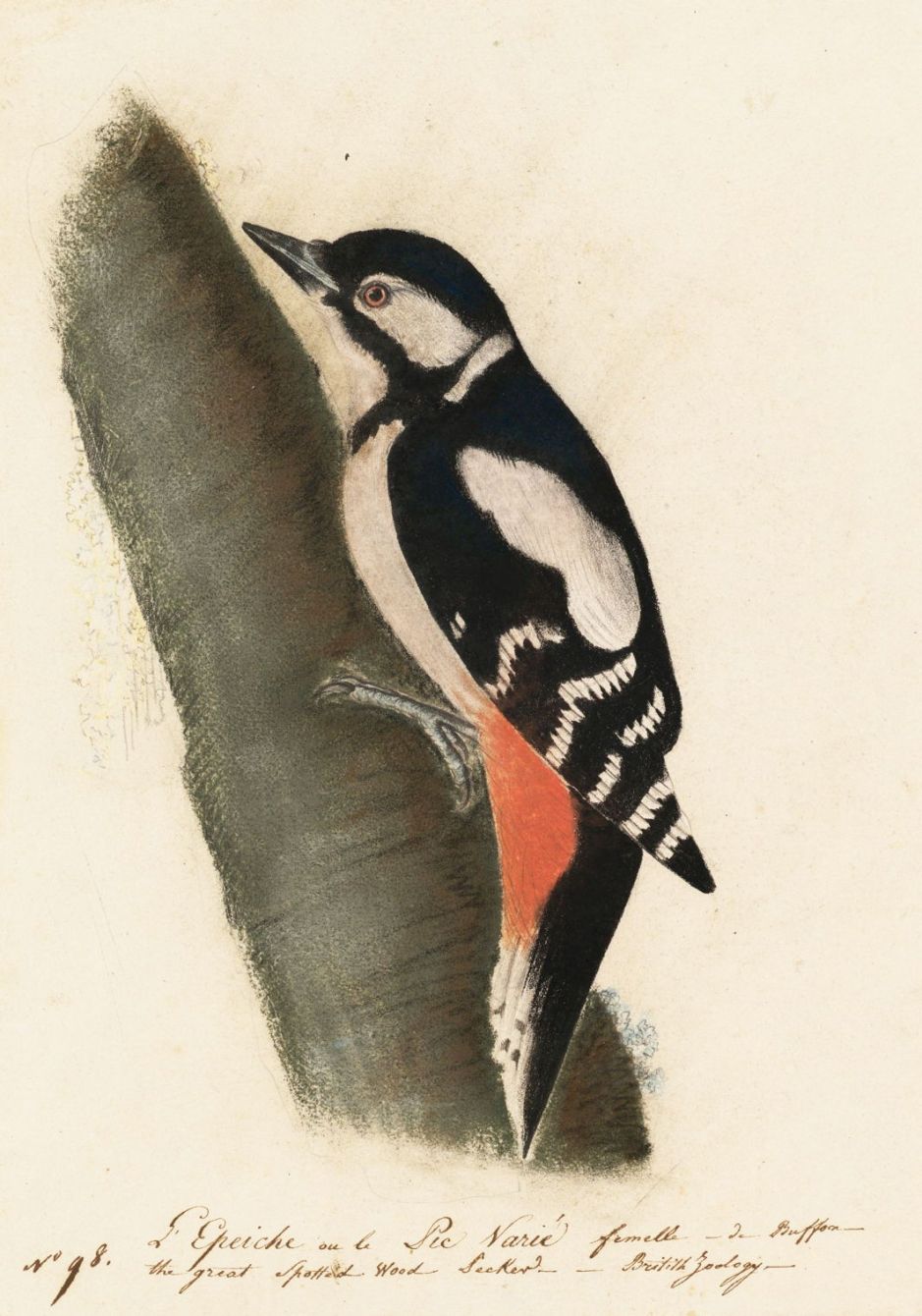 audubongreatspottedwoodpecker