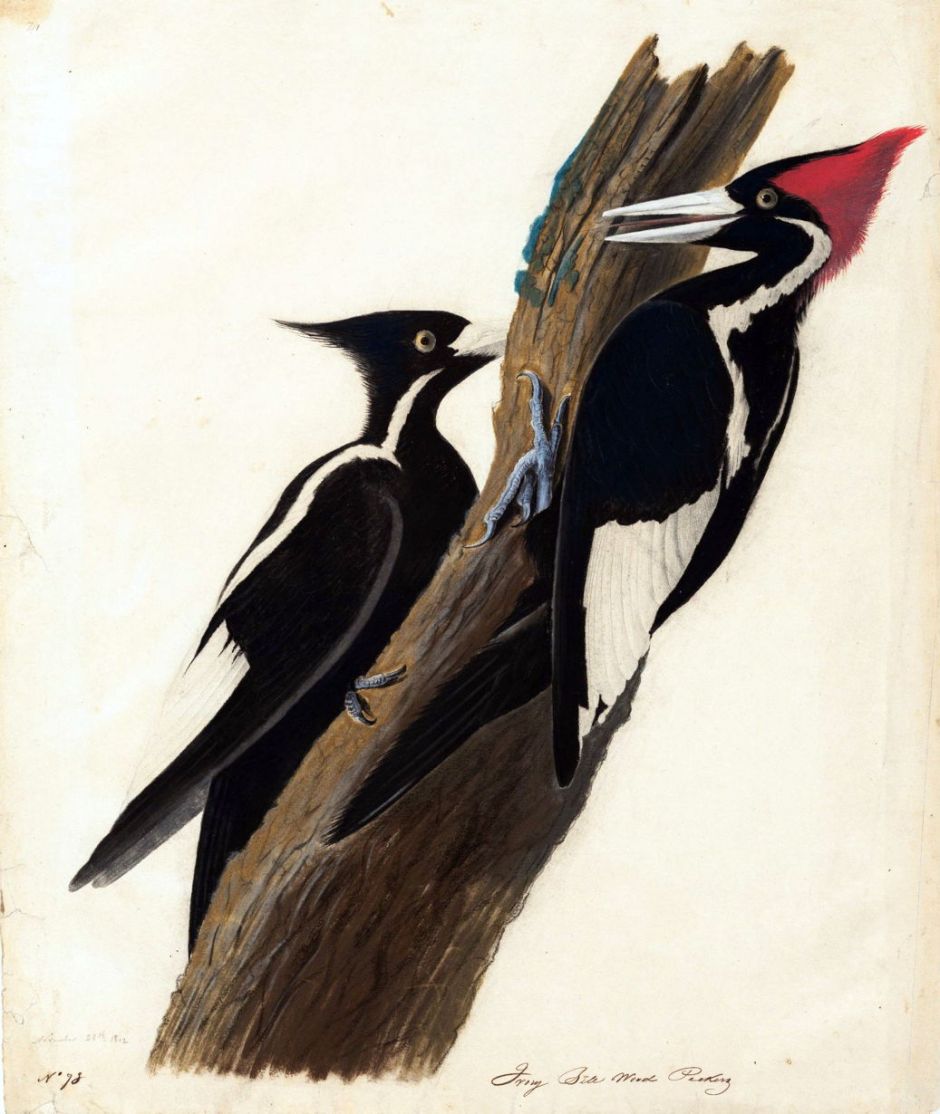 audubonivorybilledwoodpecker