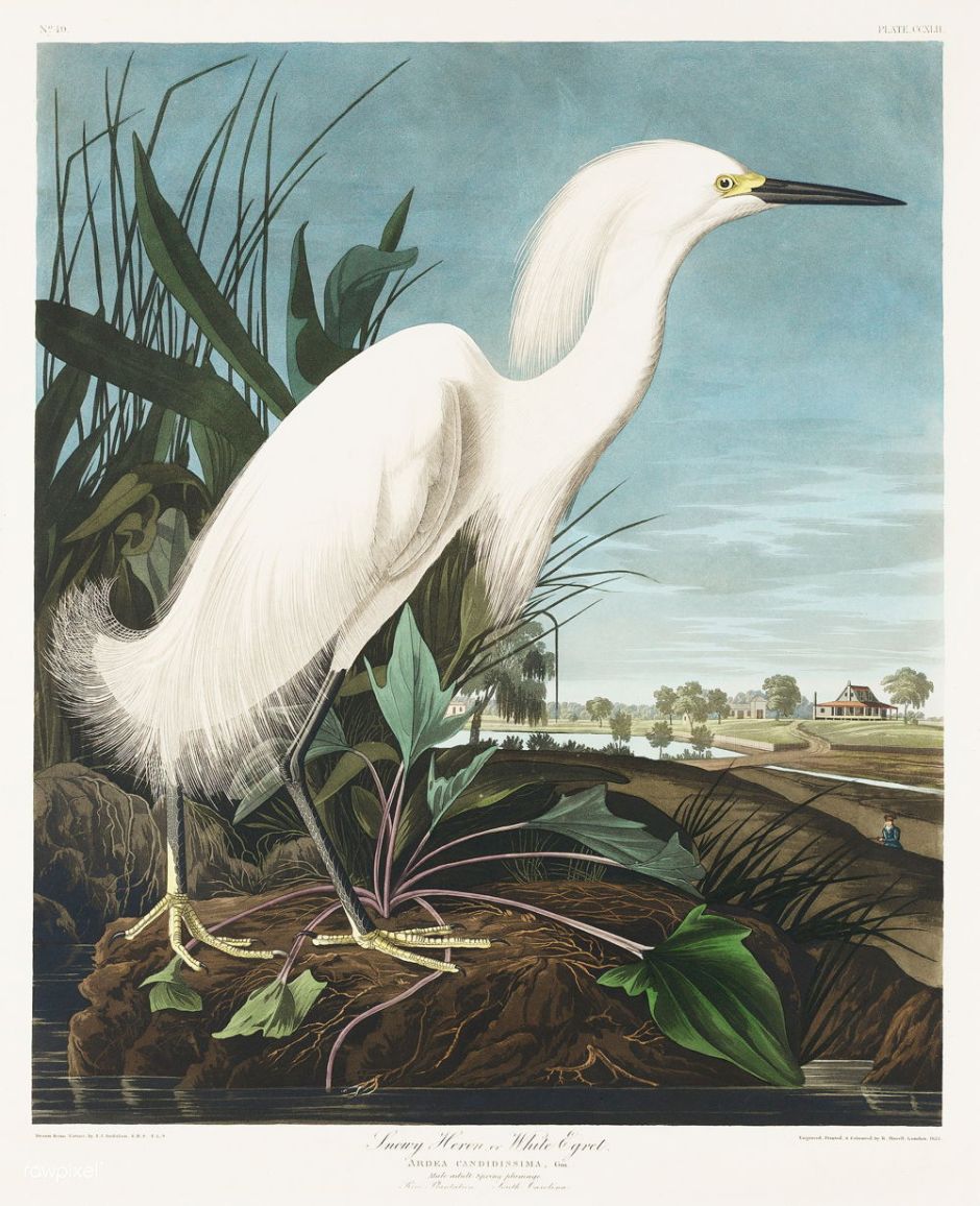 Snowy Heron, or White Egret from Birds of America (1827) by John James Audubon (1785 - 1851), etched by Robert Havell (1793 - 1878). The original Birds of America is the most expensive printed book in the world and a truly awe-inspiring classic.