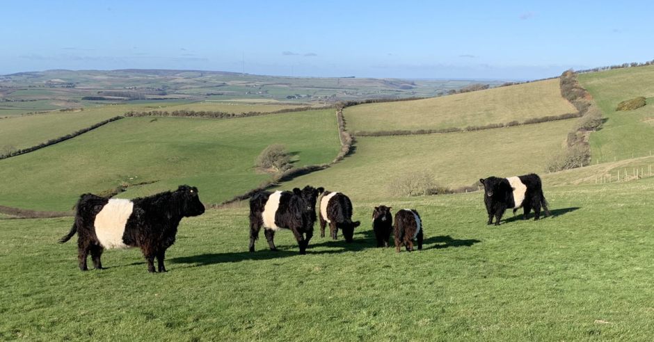 mdBeltedGalloways1